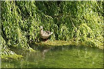 SU3226 : Duck in the Willow by Bill Nicholls