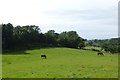 SH5827 : Horses near Wenallt by DS Pugh