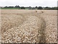 Wheat field, near Lovedere Farm