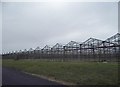 Greenhouses at West Cranleigh Nursery