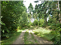 Track in Holt Pound Inclosure