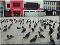 The birds! Waterloo Place, Derry / Londonderry