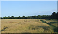 Farmland near Glebe Farm