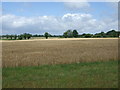 Crop field near Fen Farm