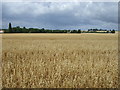 Crop field, Hunt