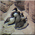 NO7047 : Guillemots (Uria aalge) by Anne Burgess