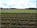 NU1725 : Crop field, Ellingham by JThomas