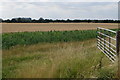 Field by Northill Road with airship hangars beyond