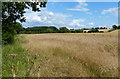 Farmland next to the Grand Union Canal