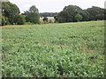 Pea crop, Haswell Estate