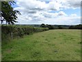 Hedge and fence by field east of Chulmleigh