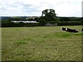 Hedge and buildings east of Chulmleigh