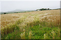 SM7625 : Barley field near Gwynfryn by Bill Boaden