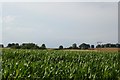 Maize growing