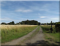 Footpath off Bedingfield Green