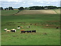 Grazing near Rose