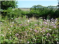 Garden on the way to Lullington Church