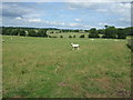 Grazing near Fairspring