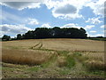 Crop field towards Bingfield East Quarter