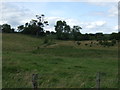 Grazing off National Cycle Route 10