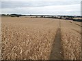 Field of Wheat near Harthill