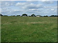 Grazing towards White House Farm