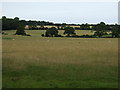 Grazing near Low Barns