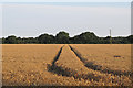 TL9930 : Wheat field near Redhouse Farm, Boxted by Roger Jones
