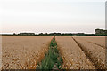 Footpath through wheat field, off Langham Lane, Langham