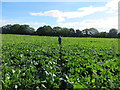 Cultivated Field Path at Spring House Farm