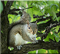 Grey Squirrel in Broomfield Park, London N13