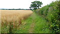 Footpath alongside a crop of oats