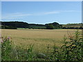 Crop field near Linn Burn House