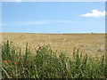 Crop field near Thornbrough Buildings