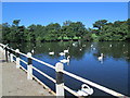 SJ8471 : Swans on Redesmere by David Weston