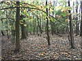 Woodland at Three Sisters Recreation Area