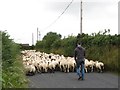 Moving sheep along Leitrim Road, Hilltown