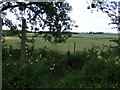 Footpath to Bavington Hill Head