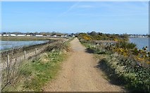 SZ8896 : Path between Pagham Harbour and lagoon by N Chadwick