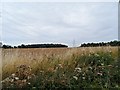 Thistles and power lines