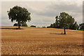 Welham Hill farmland