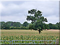 Tree in a field of maize