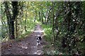 Walking the dog in Pusto Hill Wood