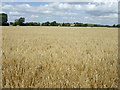 Crop field north of Shillington Road