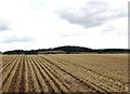 Field north of Red Lane - looking to Peak Hill