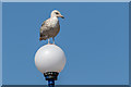 TV6198 : Young Herring Gull, Eastbourne Air Show, East Sussex by Christine Matthews