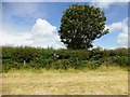 Cefn-Cwmwd Trig Point