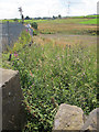 Overgrown footpath off Thornton Road