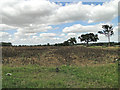 A field of beans west of Charsfield