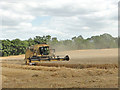 Combining the wheat while the weather